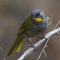 Yellow-throated Honeyeater